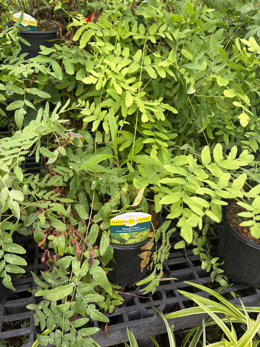 Royal Fern
