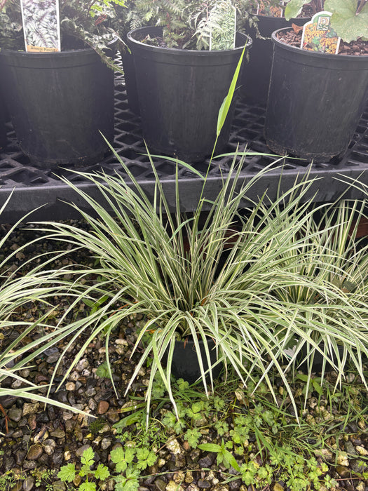 Golden Variegated Sweet Flag Grass
