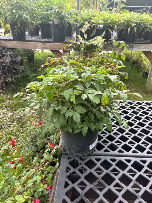 Bridal Veil Astilbe