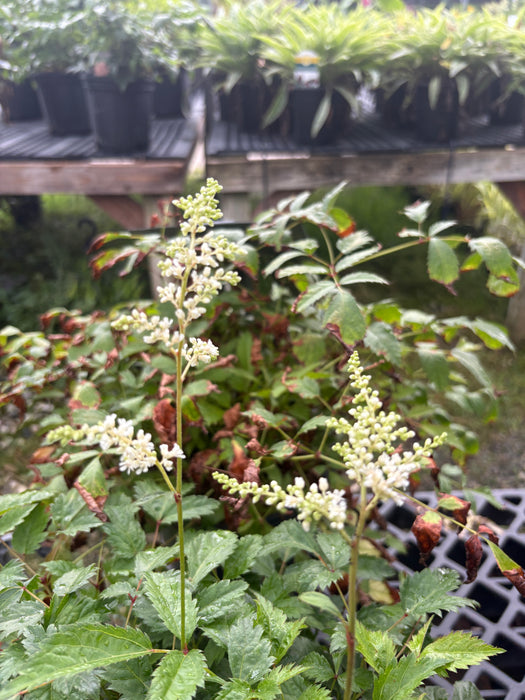 Bridal Veil Astilbe