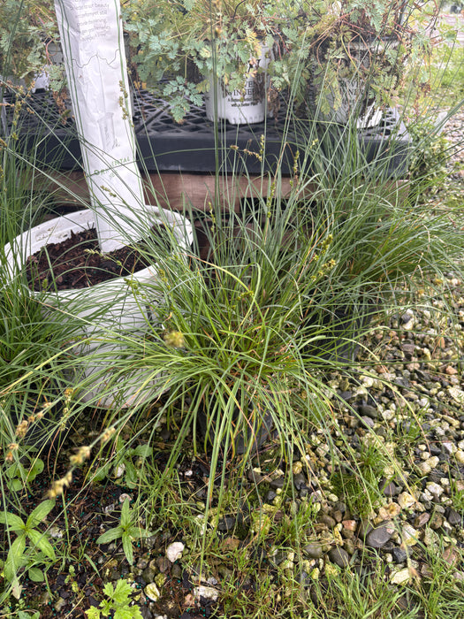 Pennsylvania Sedge