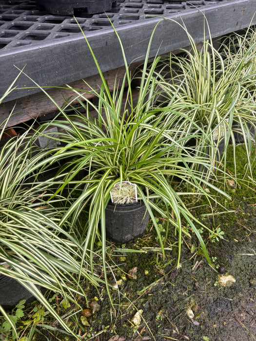 Evergold Sedge
