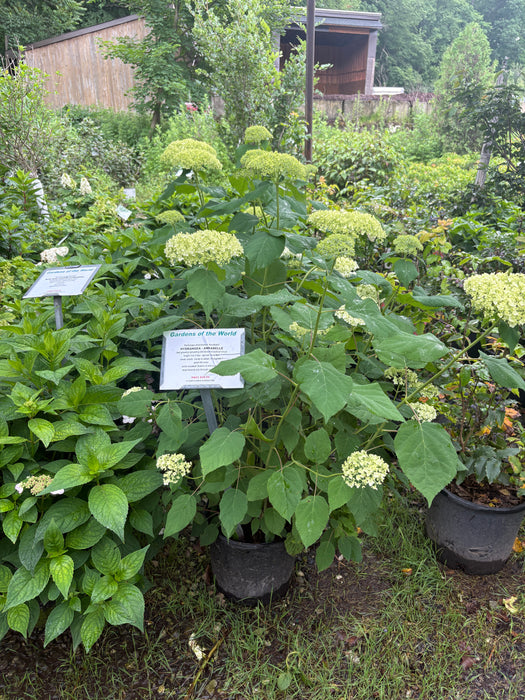 Annabelle Hydrangea