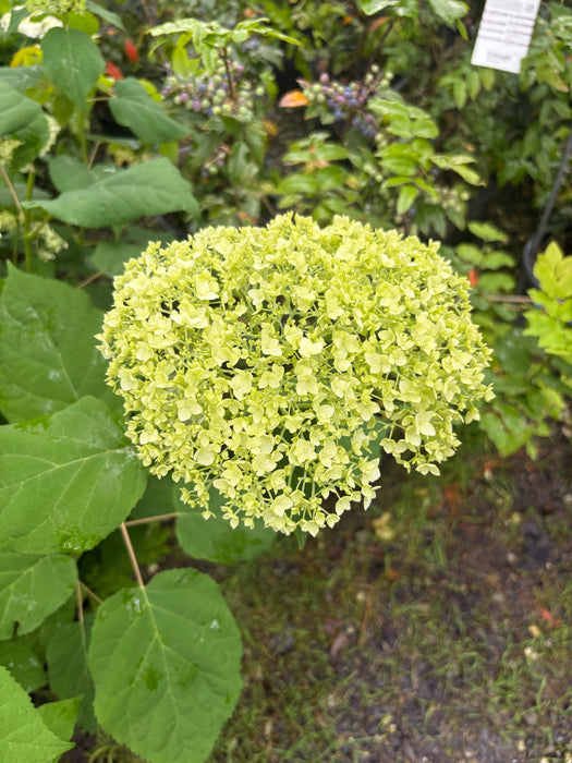Annabelle Hydrangea