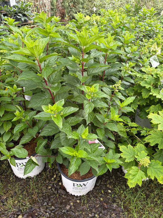 Pinky Winky Prime® Hydrangea