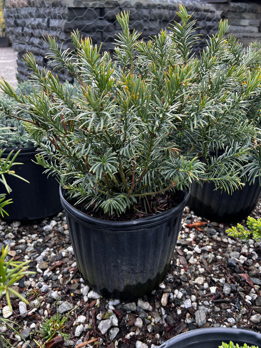 Duke Gardens Japanese Plum Yew