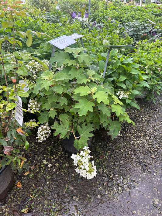 Pee Wee Oak Leaf Hydrangea