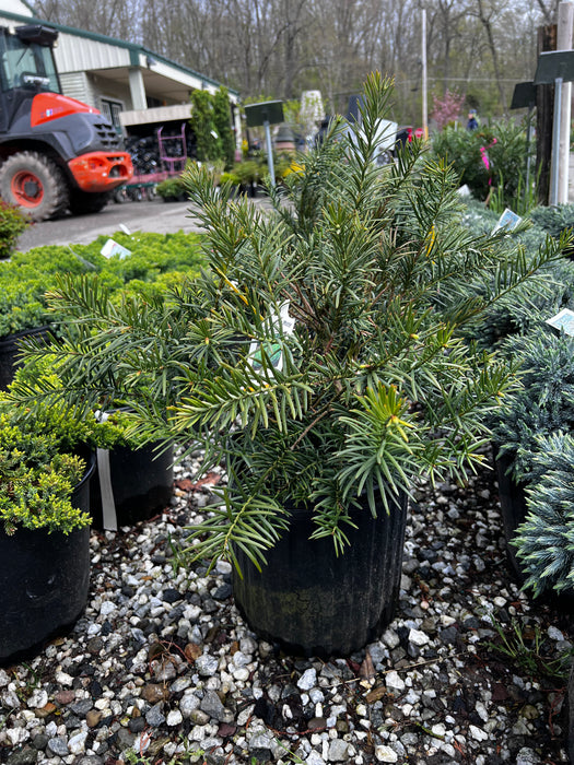 Duke Gardens Japanese Plum Yew