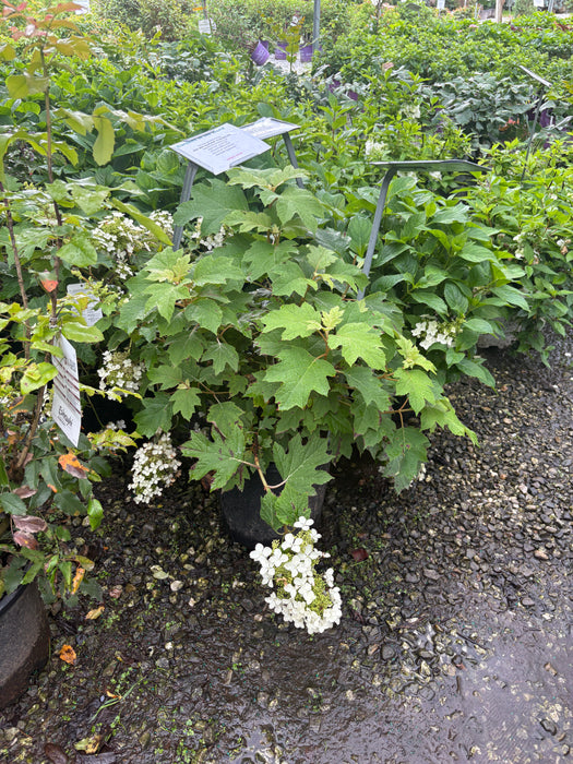 Pee Wee Oak Leaf Hydrangea