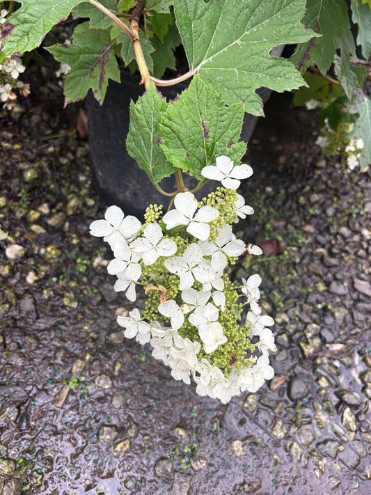 Pee Wee Oak Leaf Hydrangea