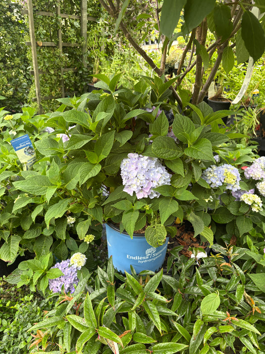 Endless Summer® Hydrangea - The Original Reblooming Hydrangea