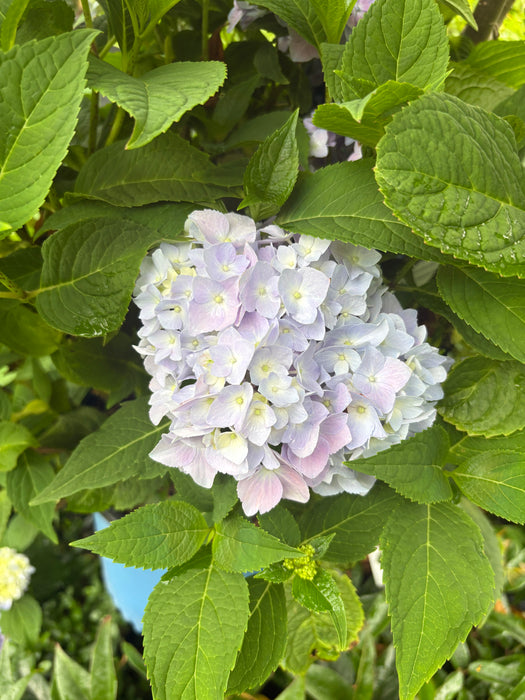 Endless Summer® Hydrangea - The Original Reblooming Hydrangea