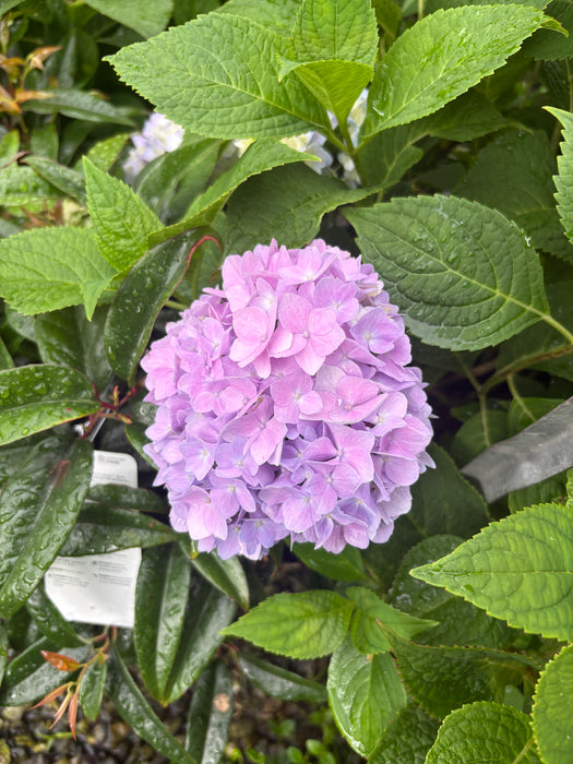 Endless Summer® Hydrangea - The Original Reblooming Hydrangea