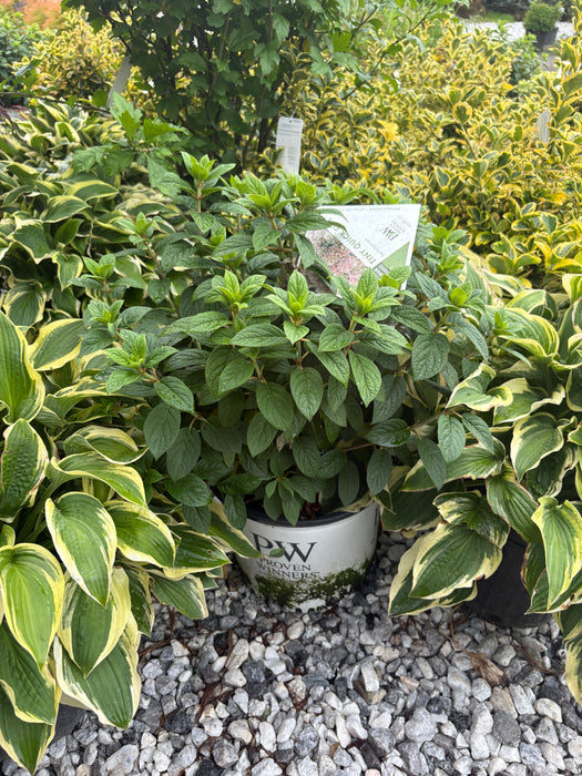 Tiny Quick Fire® Panicle Hydrangea