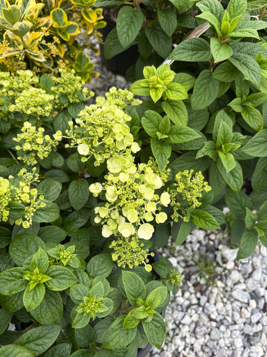 Tiny Quick Fire® Panicle Hydrangea