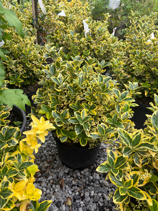 Golden Euonymus