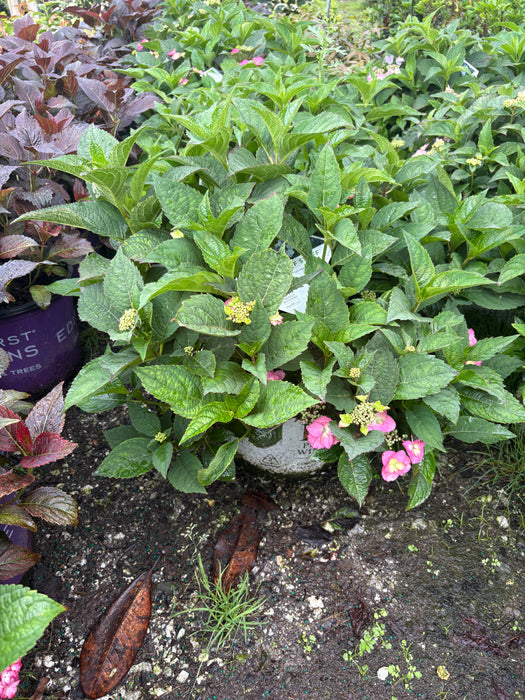 Tiny Tuff Stuff™ Hydrangea
