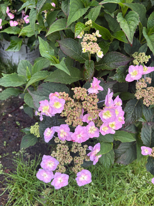 Tiny Tuff Stuff™ Hydrangea