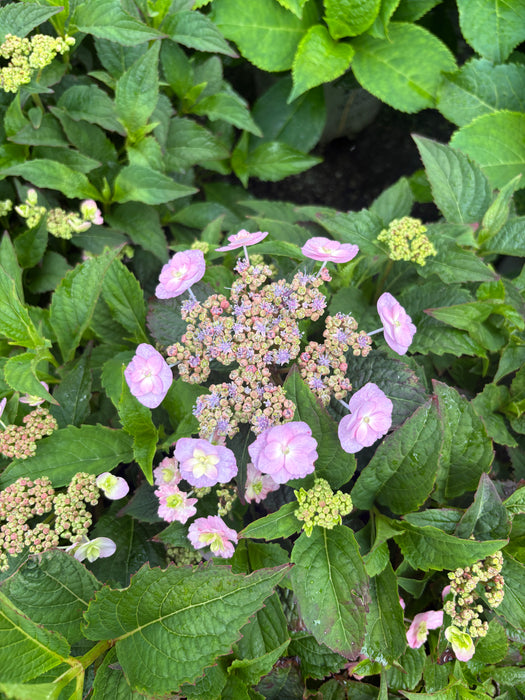Tiny Tuff Stuff™ Hydrangea