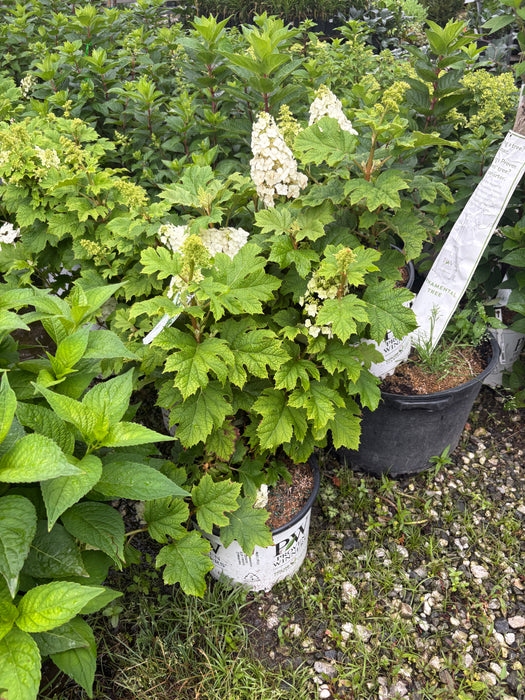 Gatsby Glow Ball® Oakleaf Hydrangea