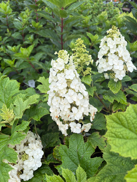 Gatsby Glow Ball® Oakleaf Hydrangea