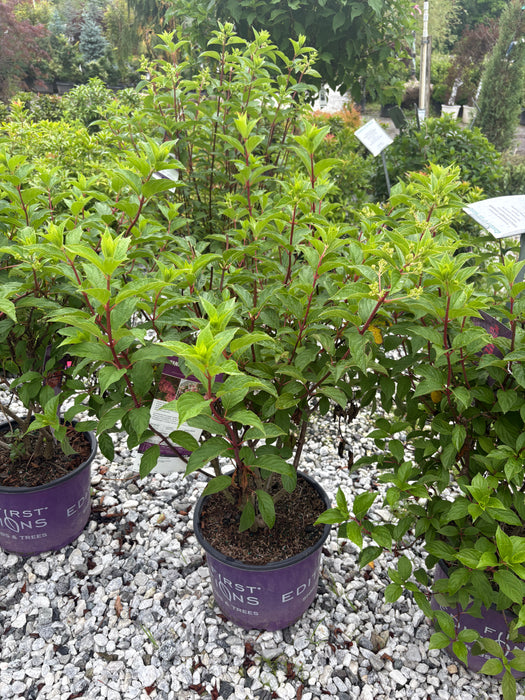 Vanilla Strawberry™ Panicle Hydrangea