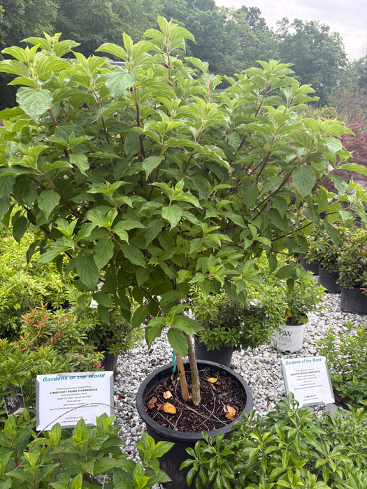Phantom Hydrangea Tree