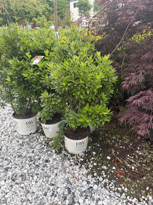 Berry Poppins® Winterberry
