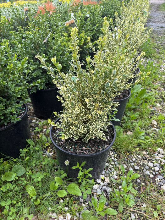 Variegated Boxwood