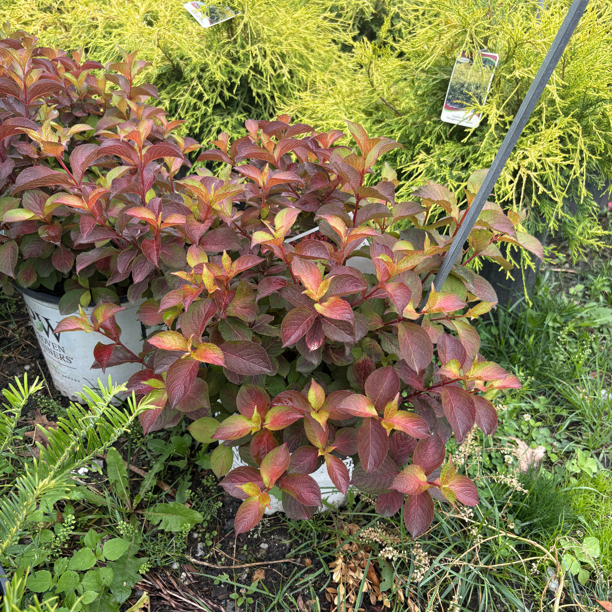 Midnight Sun Weigela For Sale Online! | Proven Winners Variety