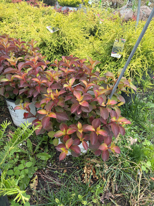 Midnight Sun Weigela