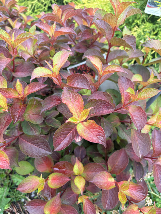 Midnight Sun Weigela