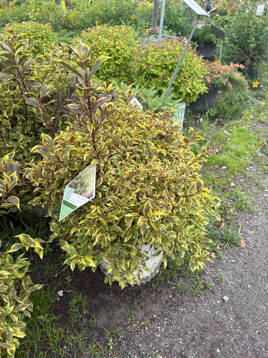 Bubbly Wine® Weigela