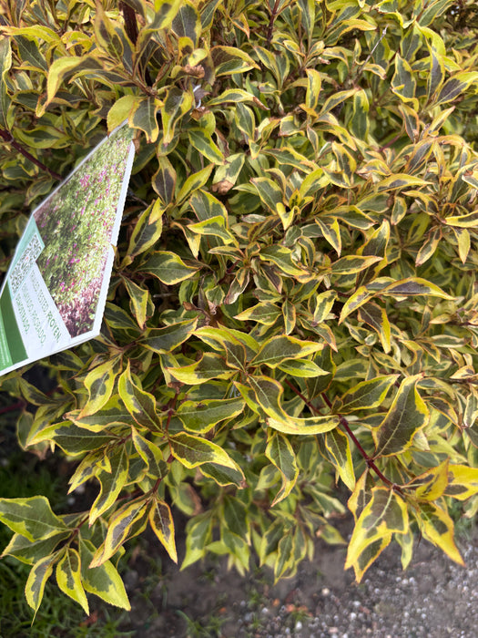 Bubbly Wine® Weigela