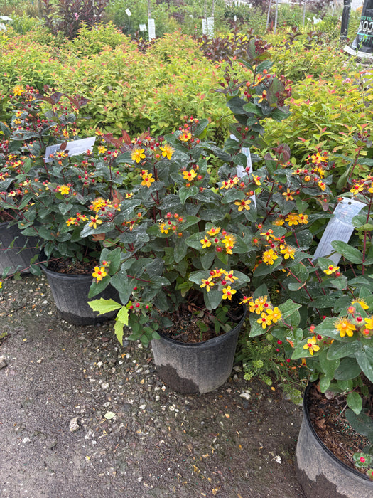 Midnight Glow St. John's Wort (Hypericum)