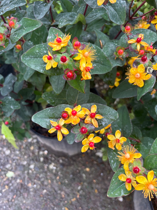 Midnight Glow St. John's Wort (Hypericum)