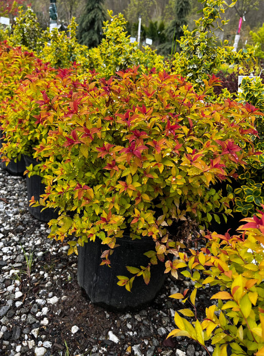 Magic Carpet Spirea