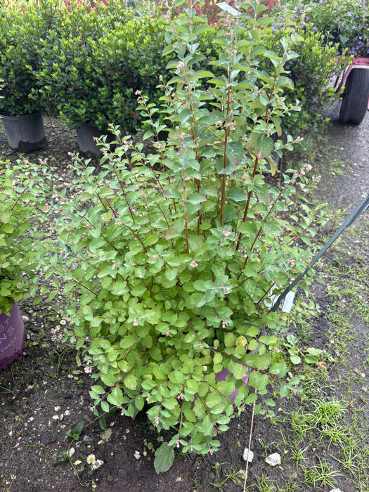 Candy Snowberry (Coralberry)