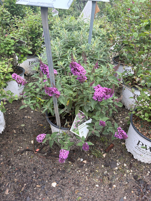 Pugster Periwinkle® Butterfly Bush