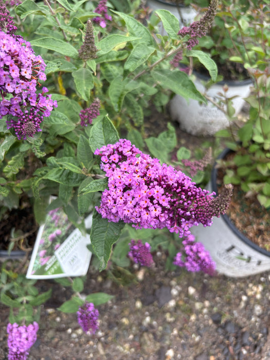 Pugster Periwinkle® Butterfly Bush