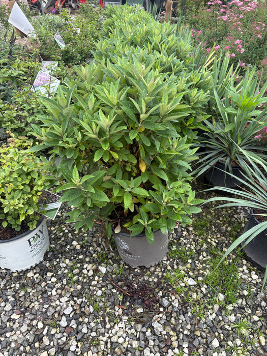 Dapper® Lavender Butterfly Bush