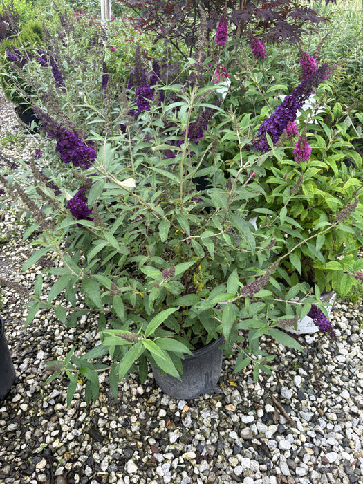 Black Knight Butterfly Bush