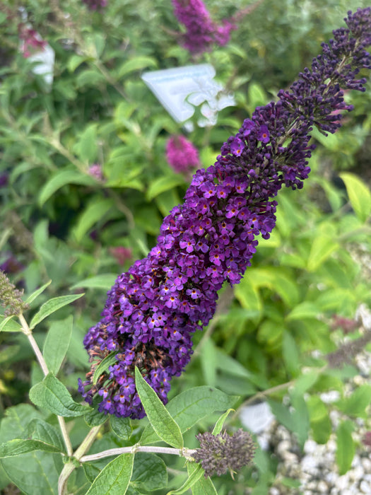 Black Knight Butterfly Bush