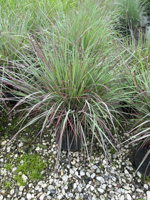 Standing Ovation Bluestem Grass