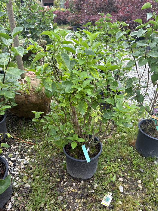 Monge Lilac