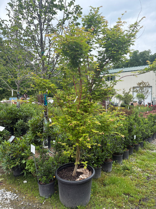 Sango Kaku Coral Bark Maple