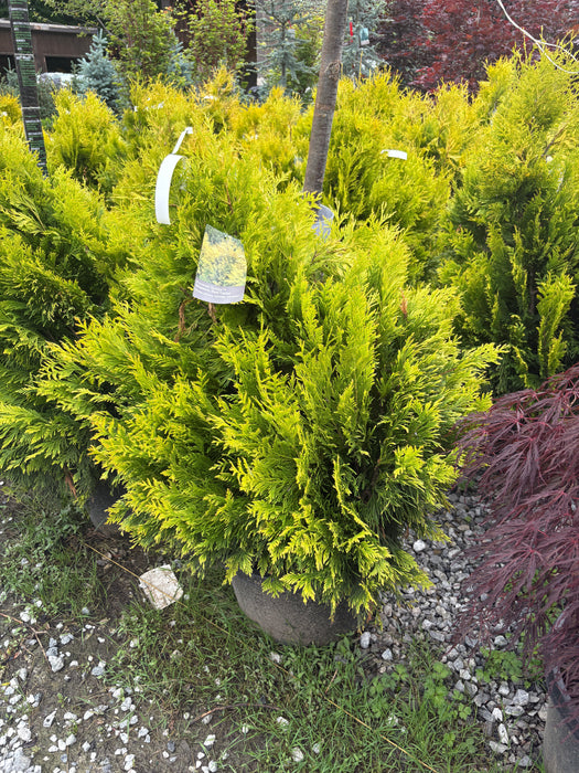 Forever Goldy™ Arborvitae