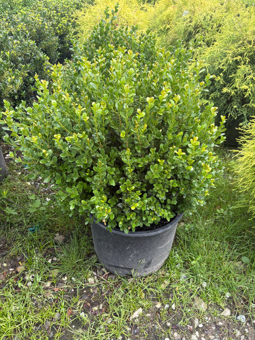 Marshalls #1 Boxwood