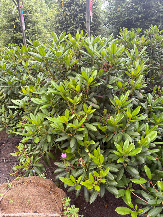 Catawbiense Rhododendron