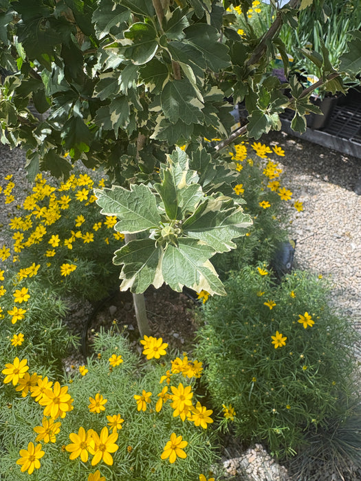 Sugar Tip® Rose of Sharon